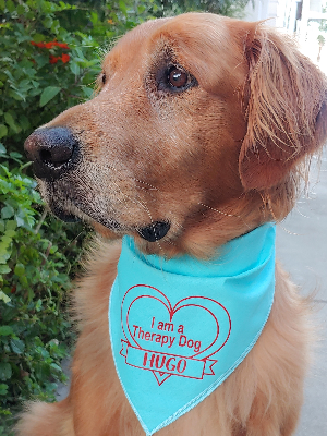 Hugo The Therapy Dog (@hugo.maxwell2015)